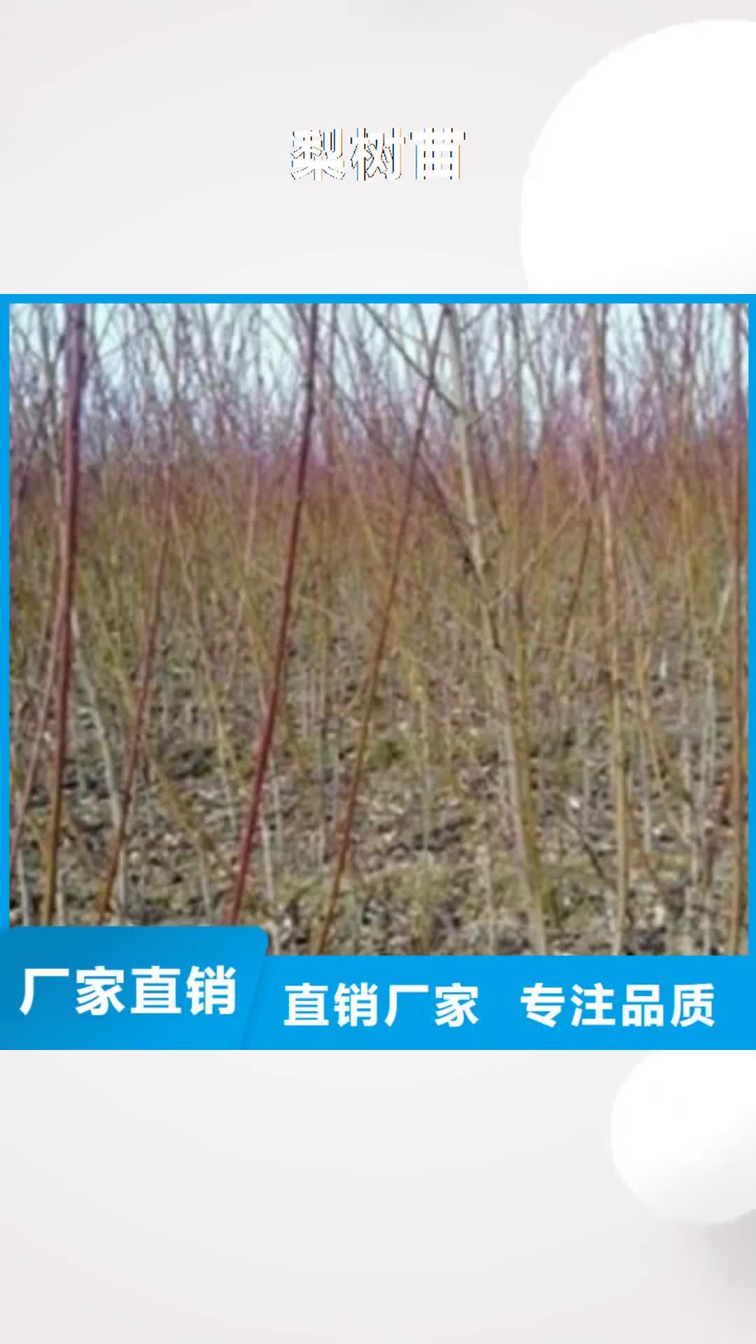 吉安【梨树苗】 葡萄苗优良材质