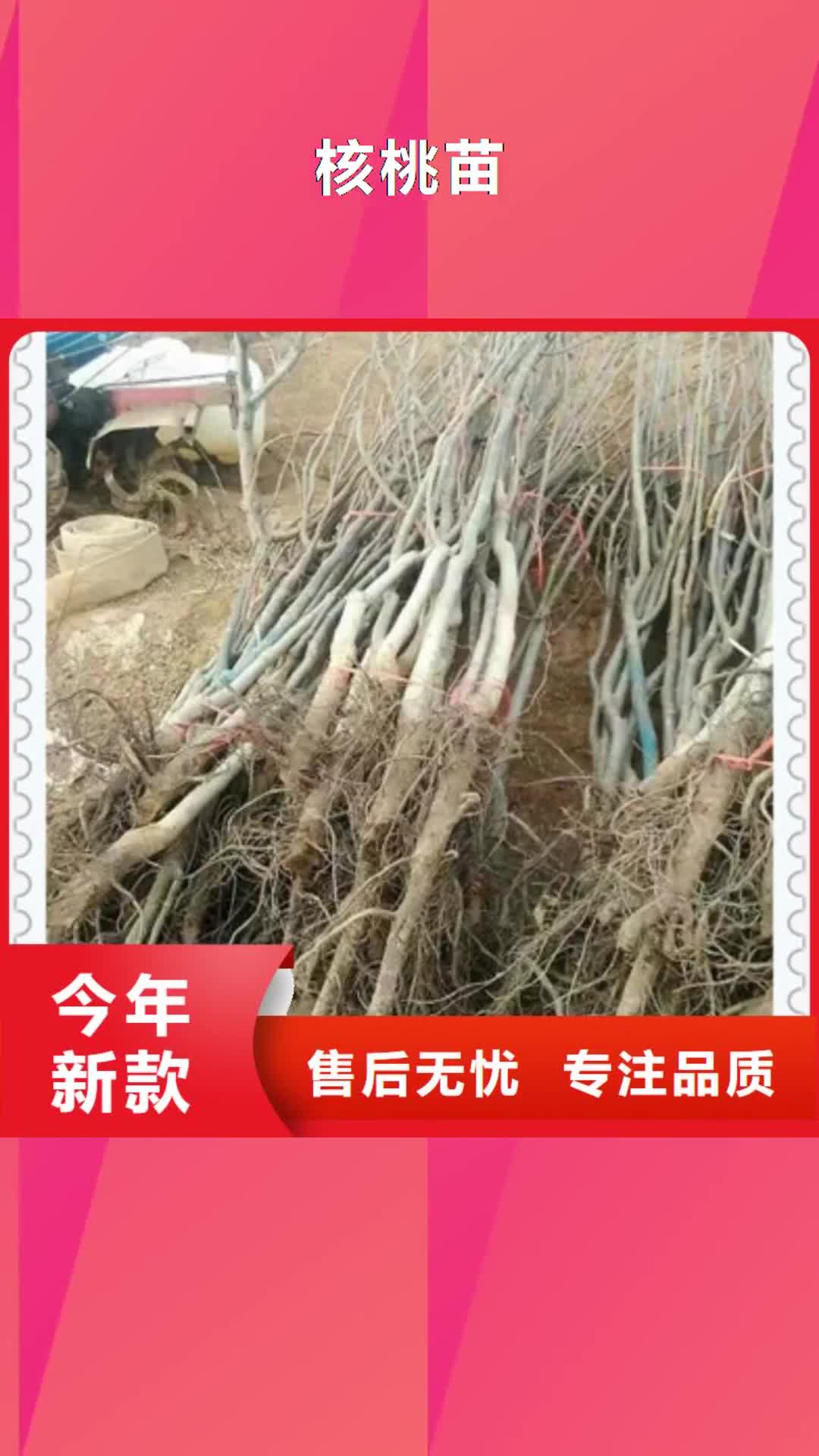 邵阳 核桃苗品牌大厂家