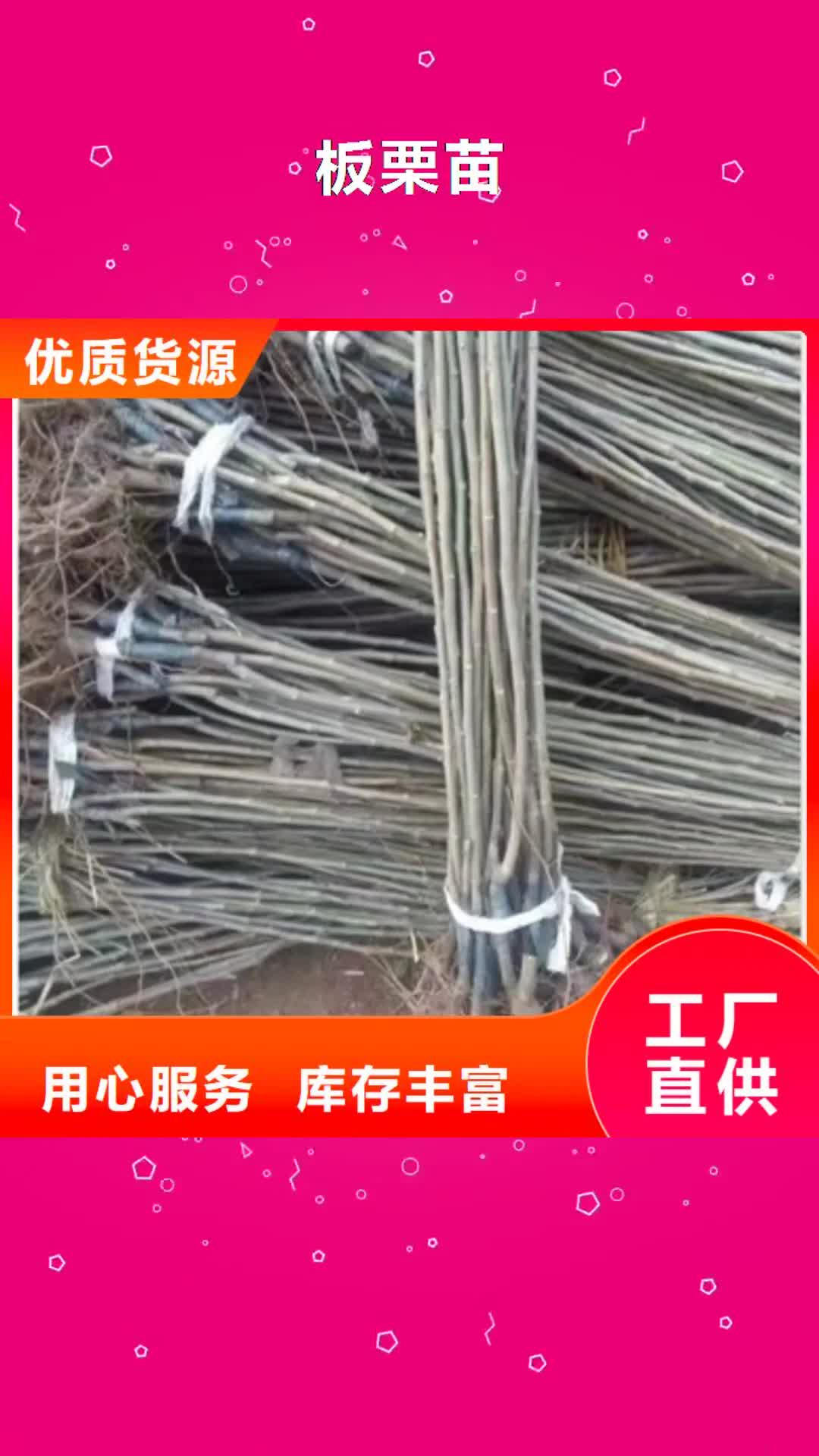 资阳 板栗苗就近发货