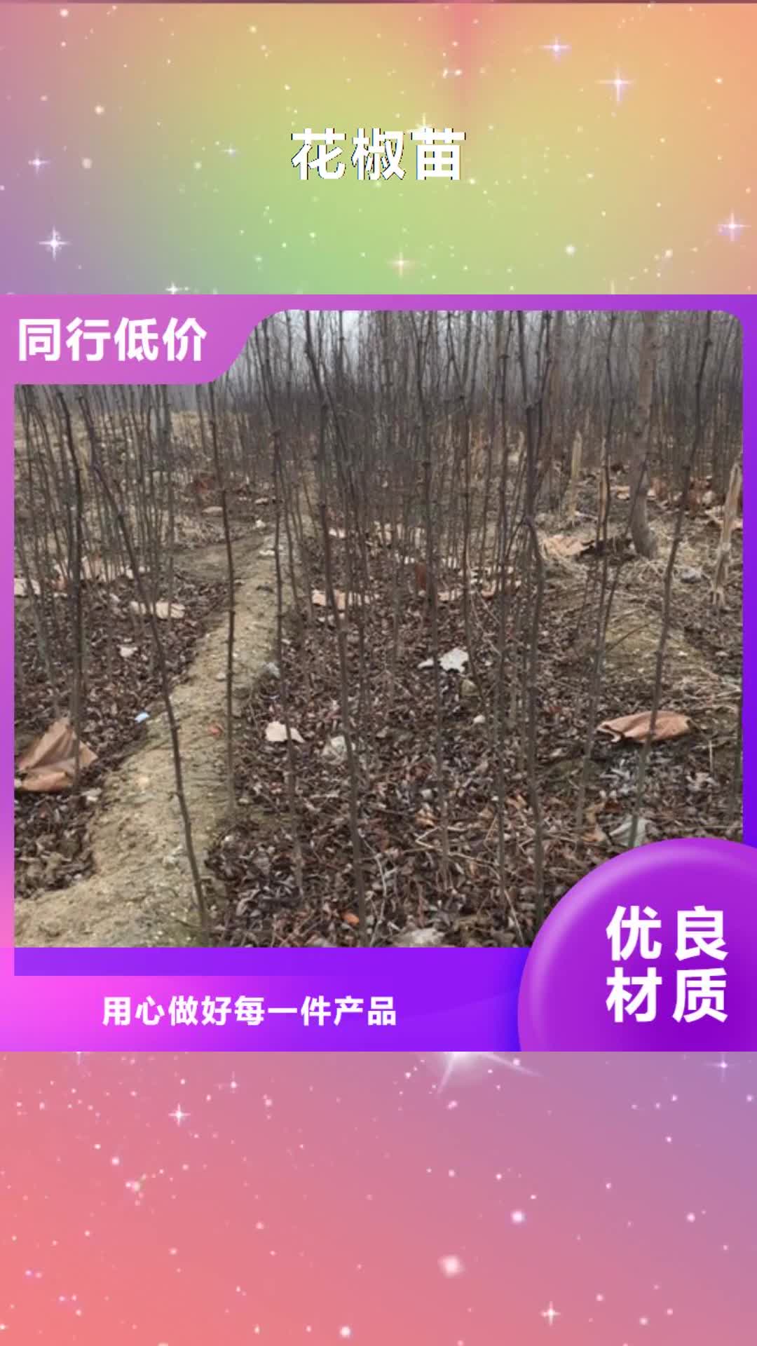 【扬州 花椒苗-板栗苗价格透明】