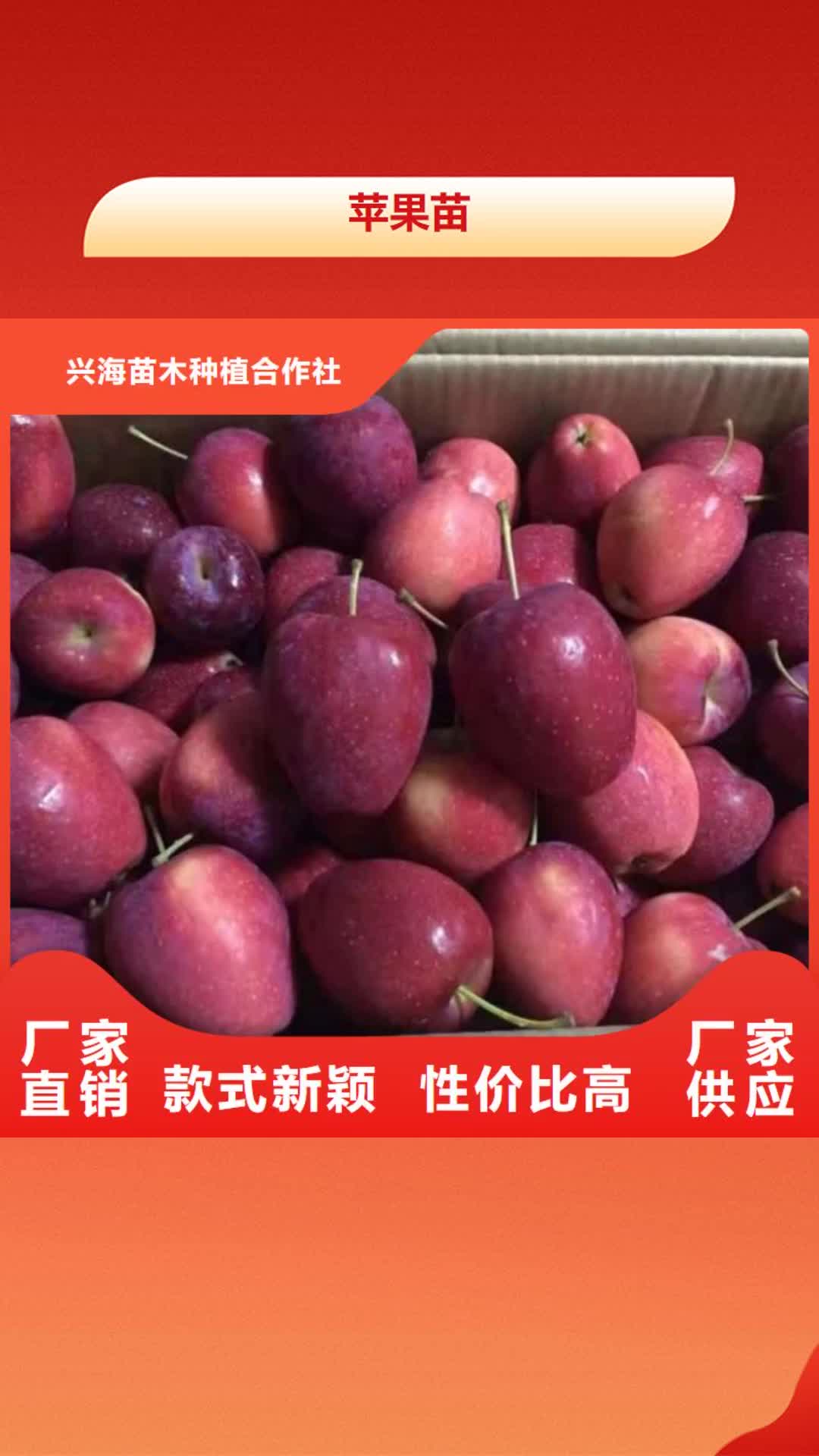 【北京 苹果苗板栗苗技术先进】