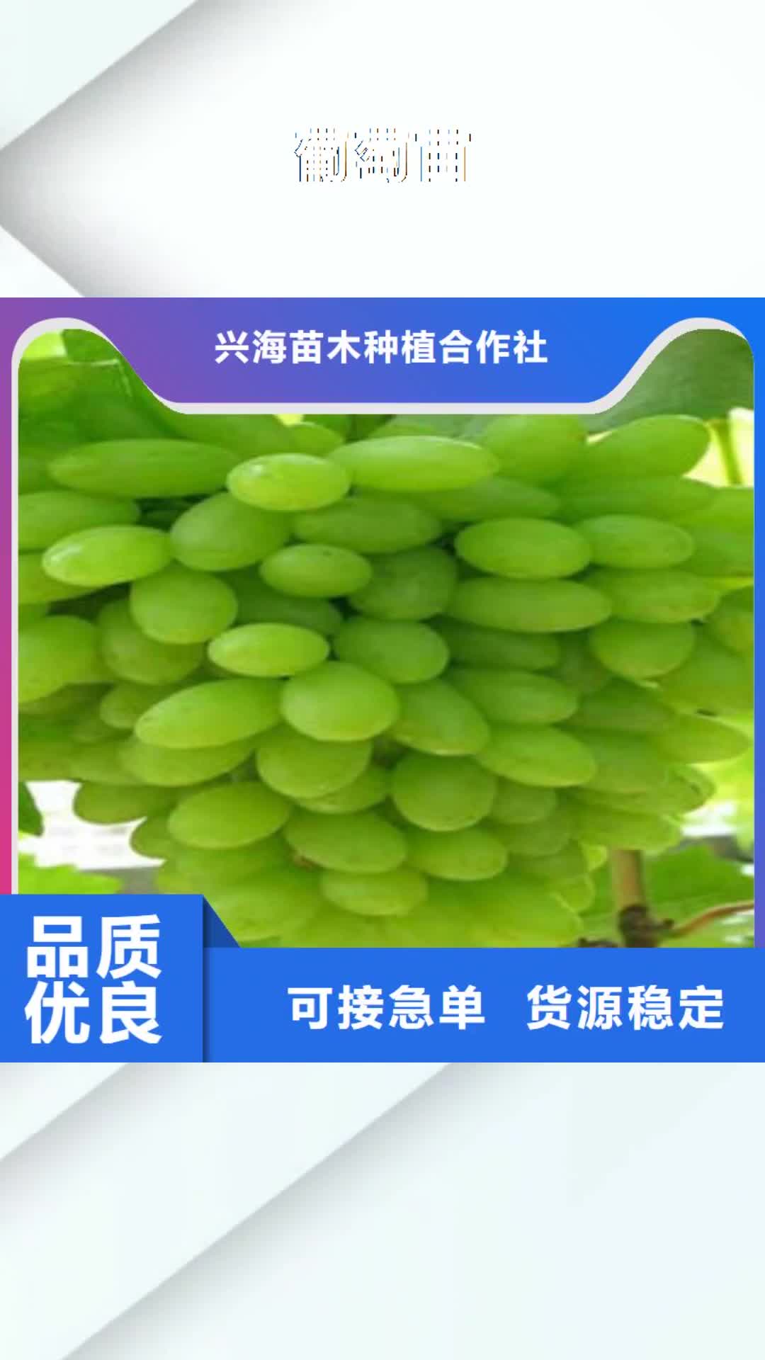 宁波 葡萄苗,【梨树苗】工厂直营