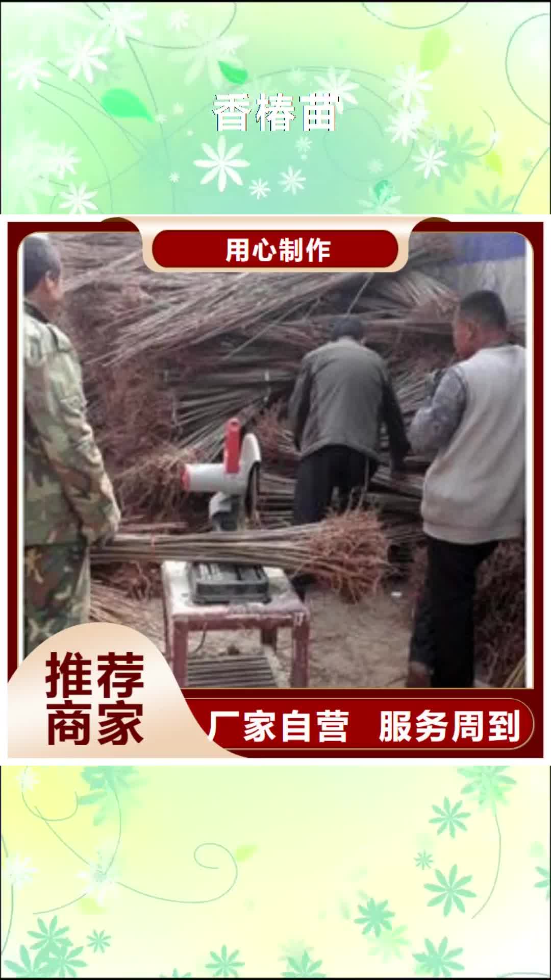湛江 香椿苗 【板栗苗】质优价保