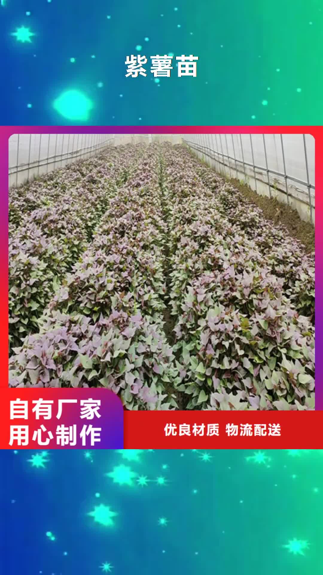 安顺【紫薯苗】菠菜粉精工打造