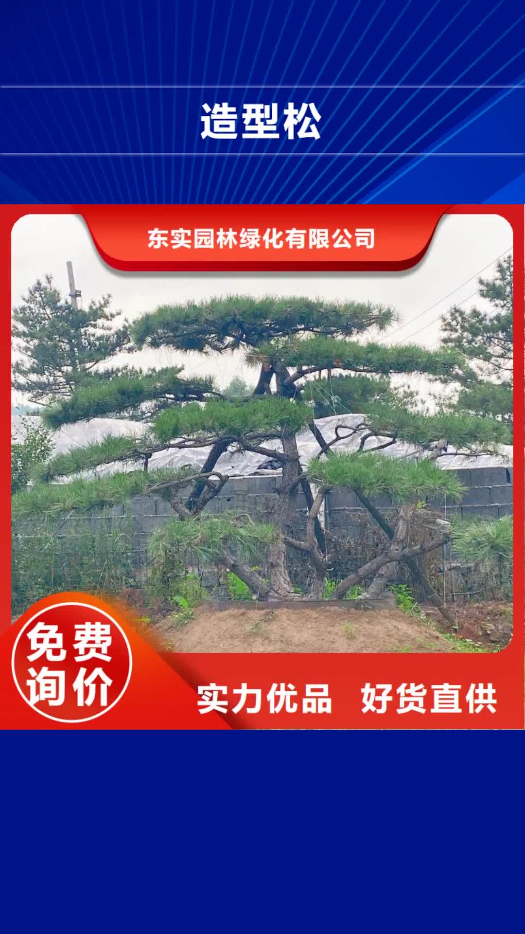 玉林 造型松质量上乘