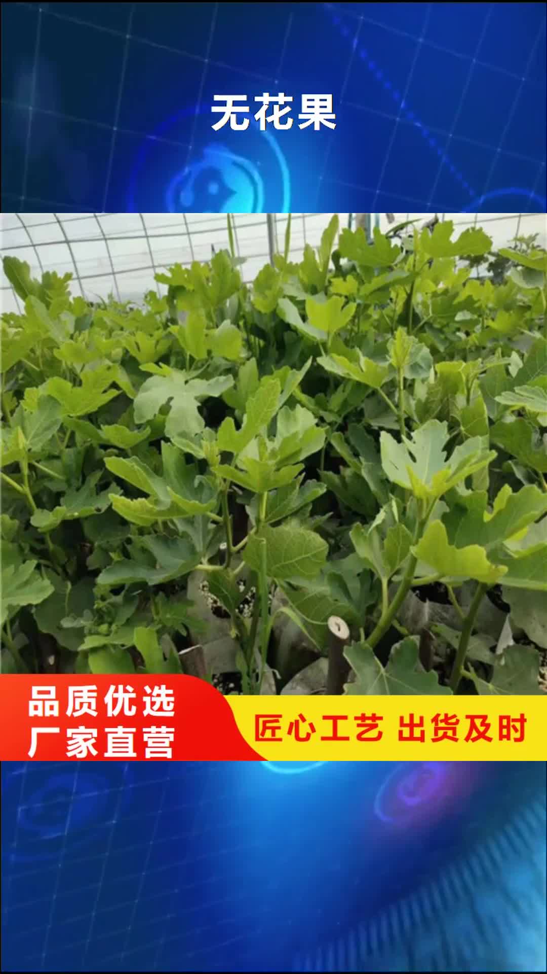 【常德 无花果 大棚草莓苗用的放心】