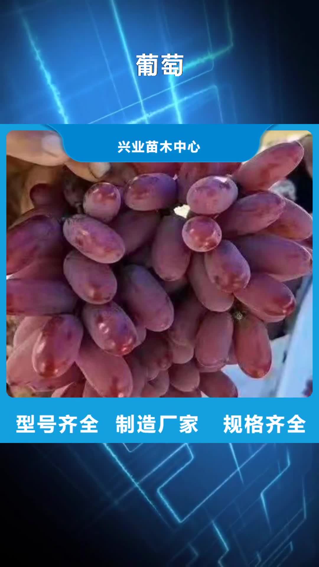 张掖 葡萄,【猕猴桃苗】匠心品质