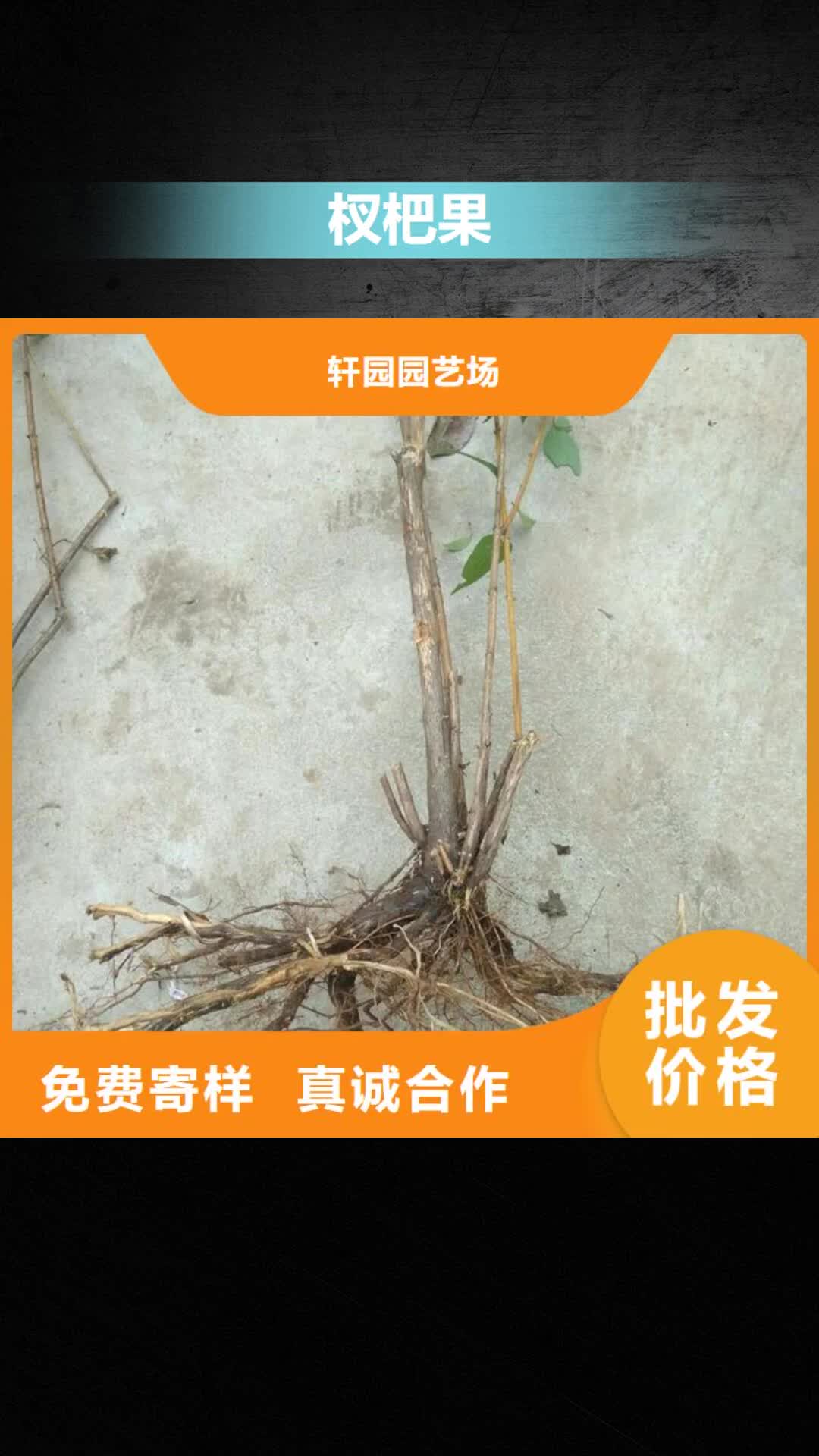 榆林【杈杷果】苹果苗质量上乘