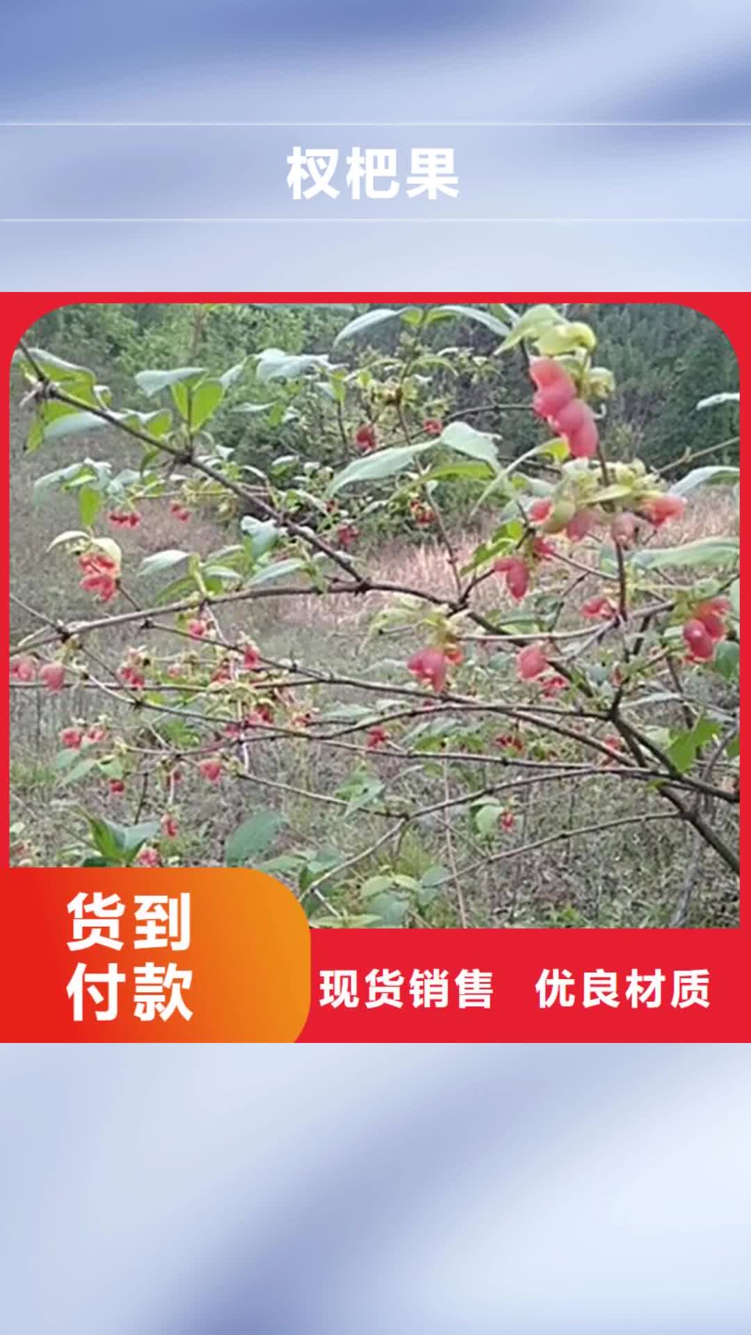 新余 杈杷果,【桃树苗】实力雄厚品质保障