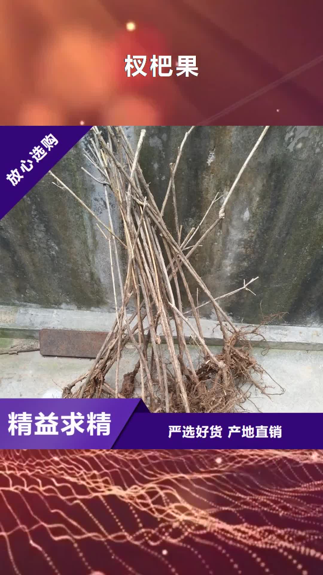 青岛【杈杷果】_石榴树来图定制