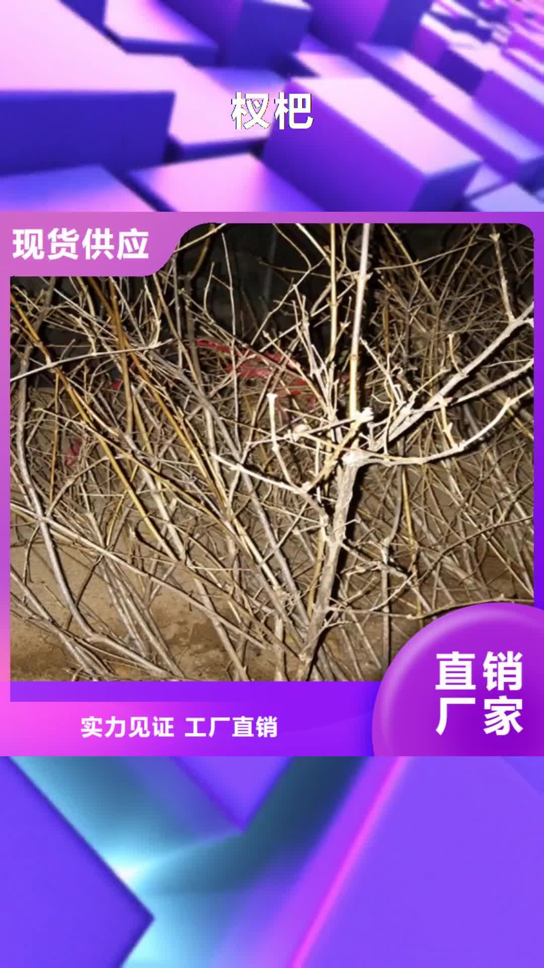 盐城【杈杷】 樱桃苗免费寄样
