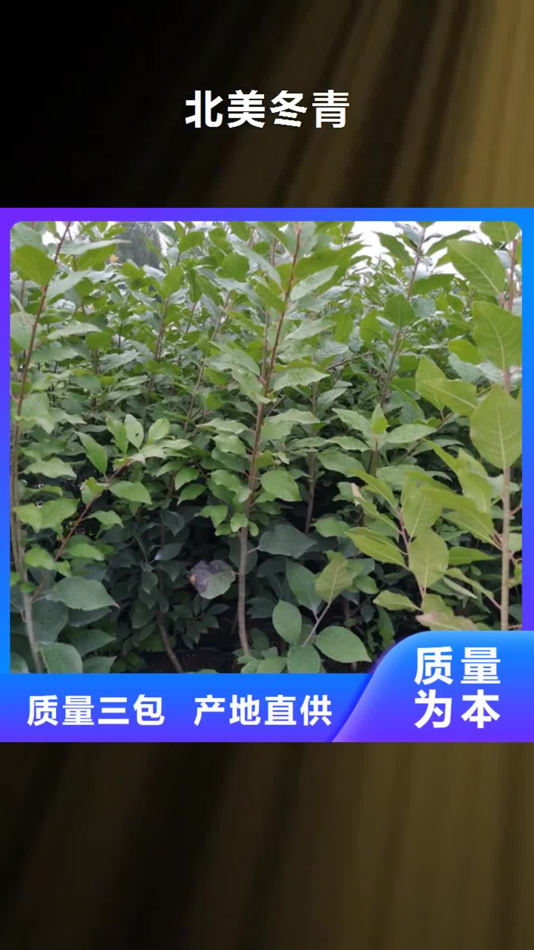 昭通【北美冬青】,杏树苗质检严格