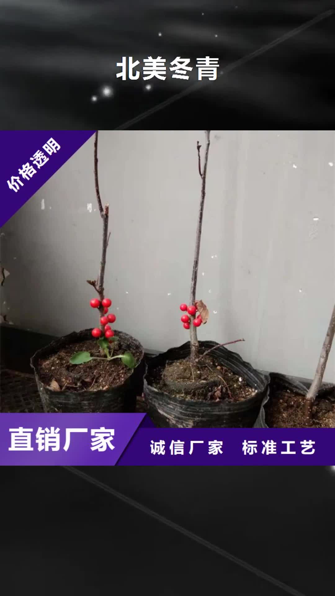 株洲 北美冬青 【桃树苗】质检严格