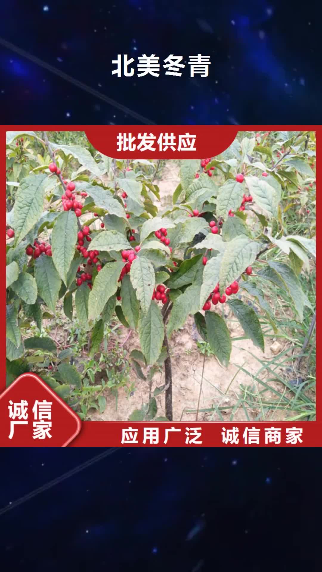【蚌埠 北美冬青,红颜草莓专注质量】