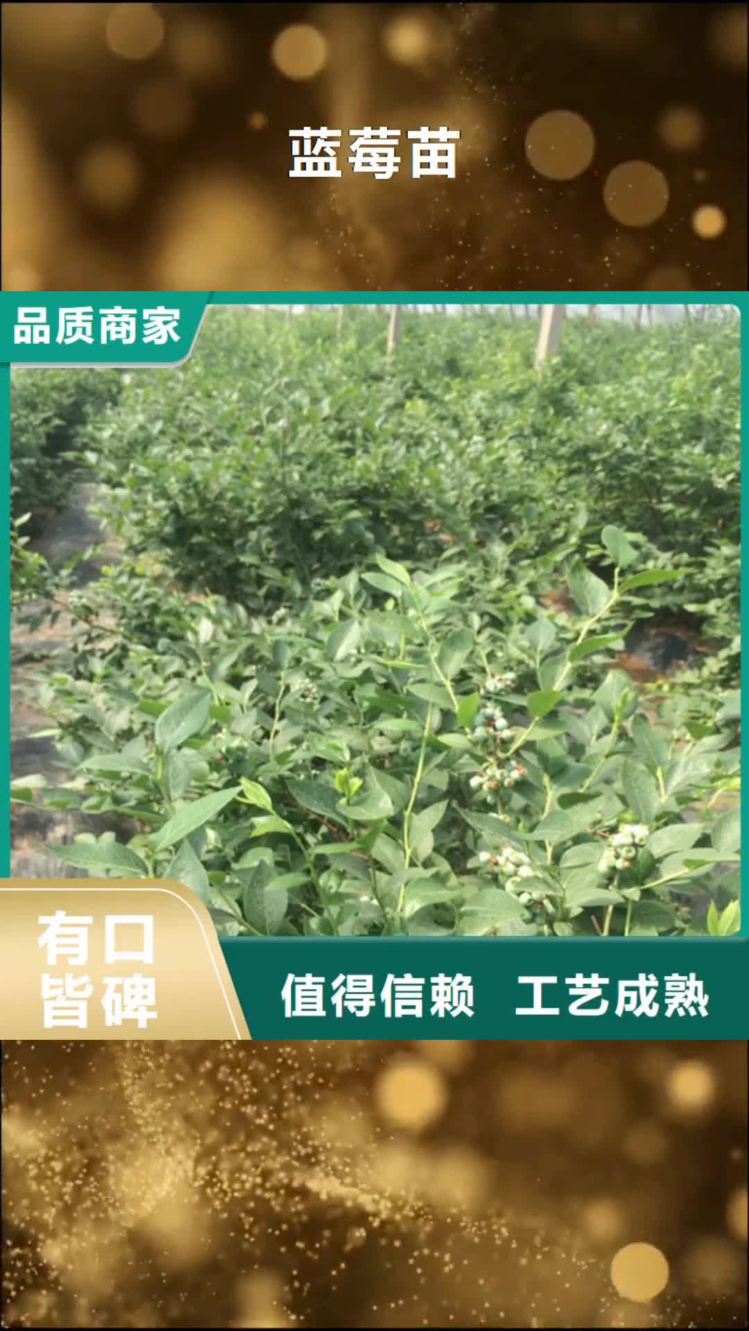 【甘南 蓝莓苗-樱桃苗工厂直营】