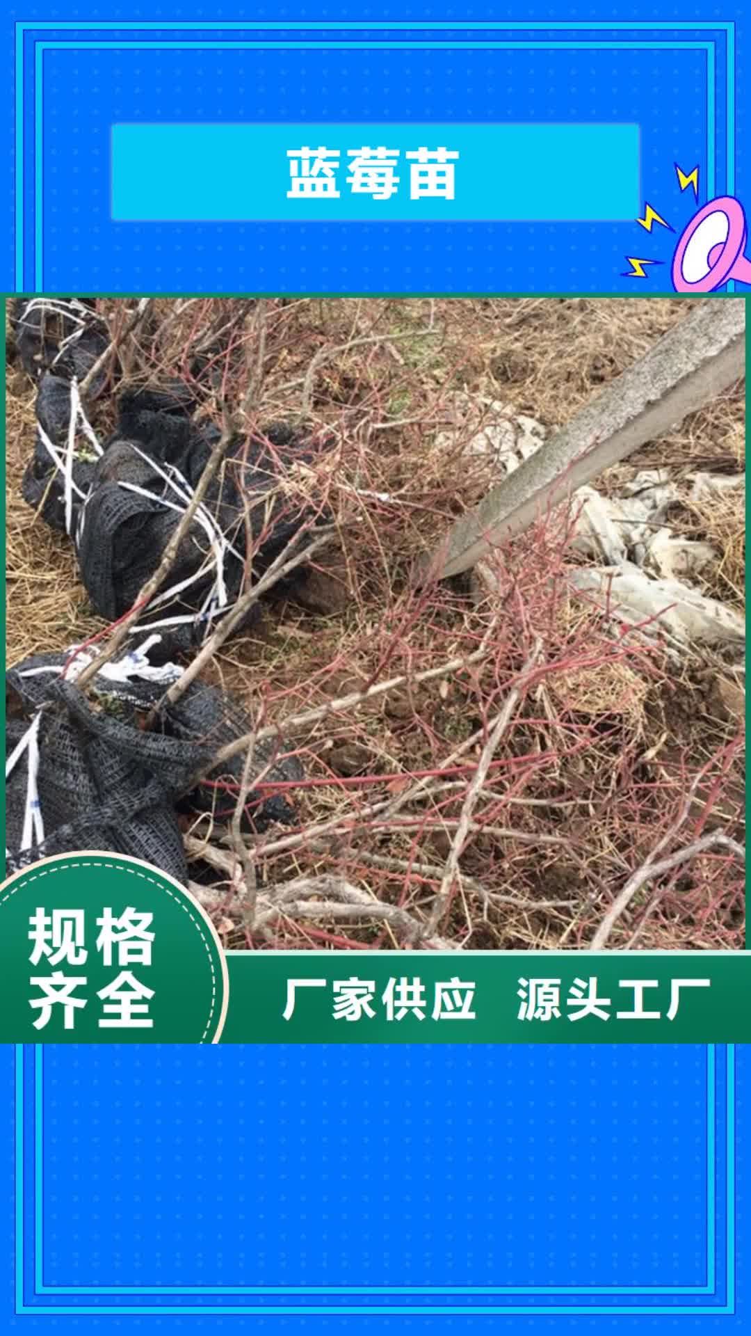 四川【蓝莓苗】-梨树苗品质优良