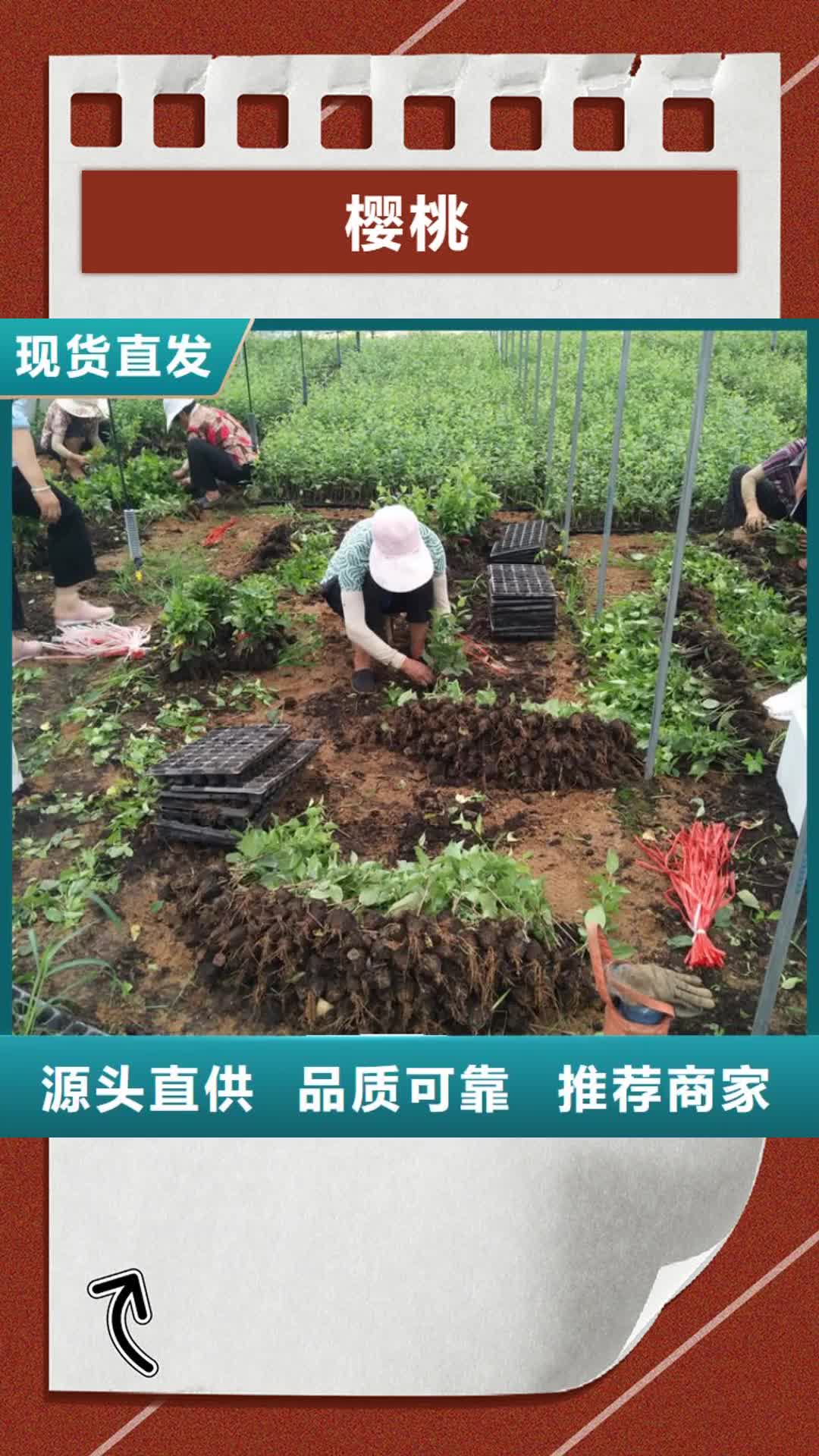 西安【樱桃】,猕猴桃苗货真价实