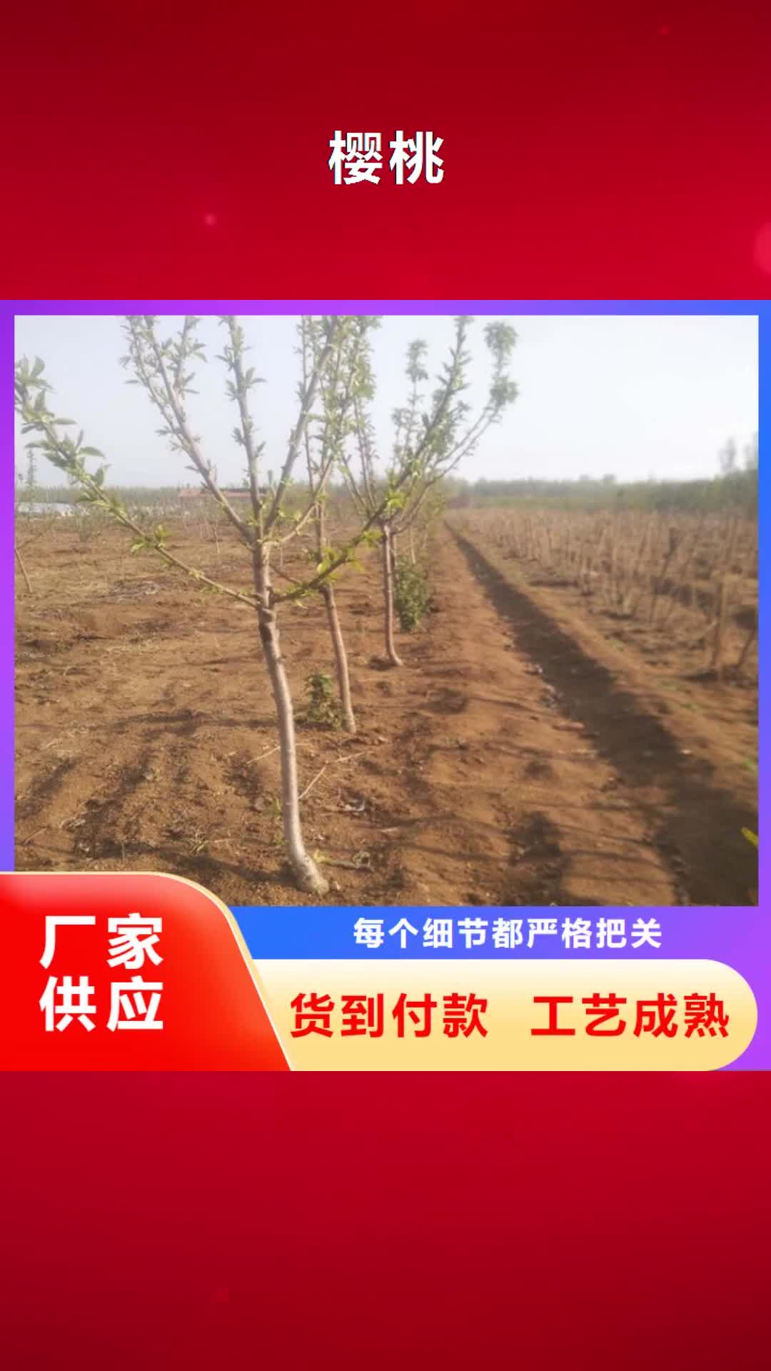 杭州【樱桃】,玛瑙红石榴苗多种场景适用