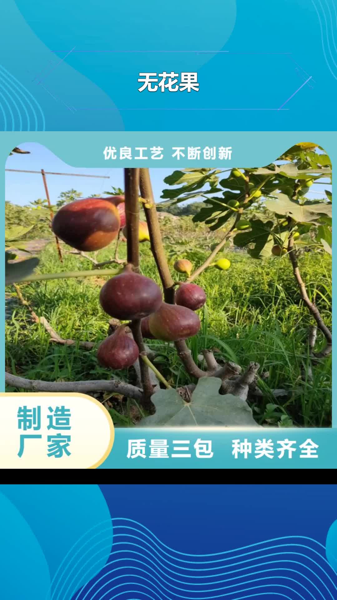【西安 无花果-苹果苗当地货源】