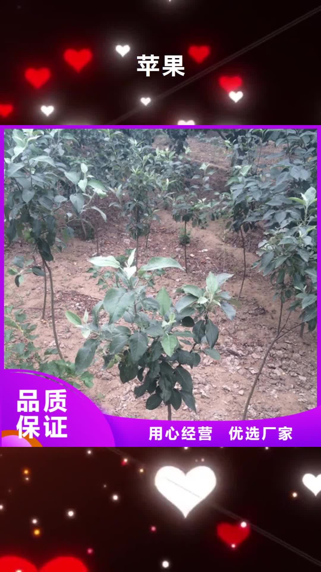 【内蒙古 苹果-葡萄苗品牌专营】
