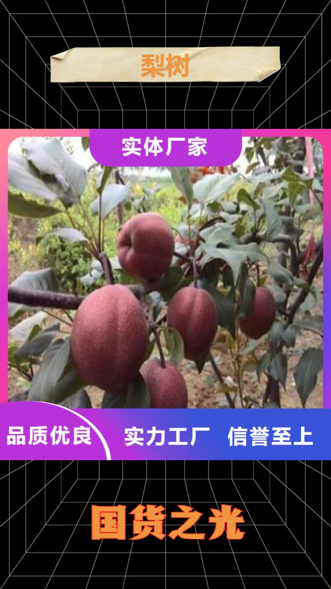 运城【梨树】 樱桃苗用心经营