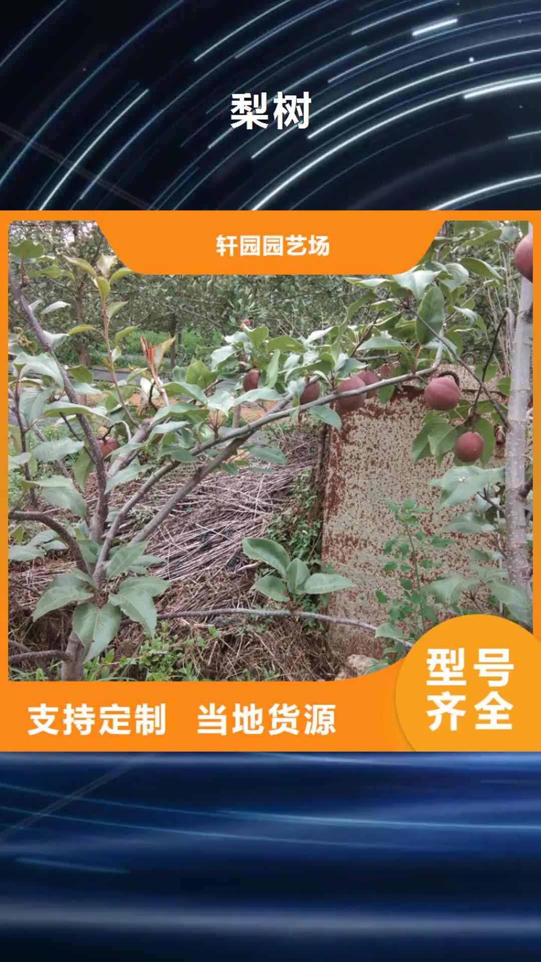 海北【梨树】 樱桃苗精益求精