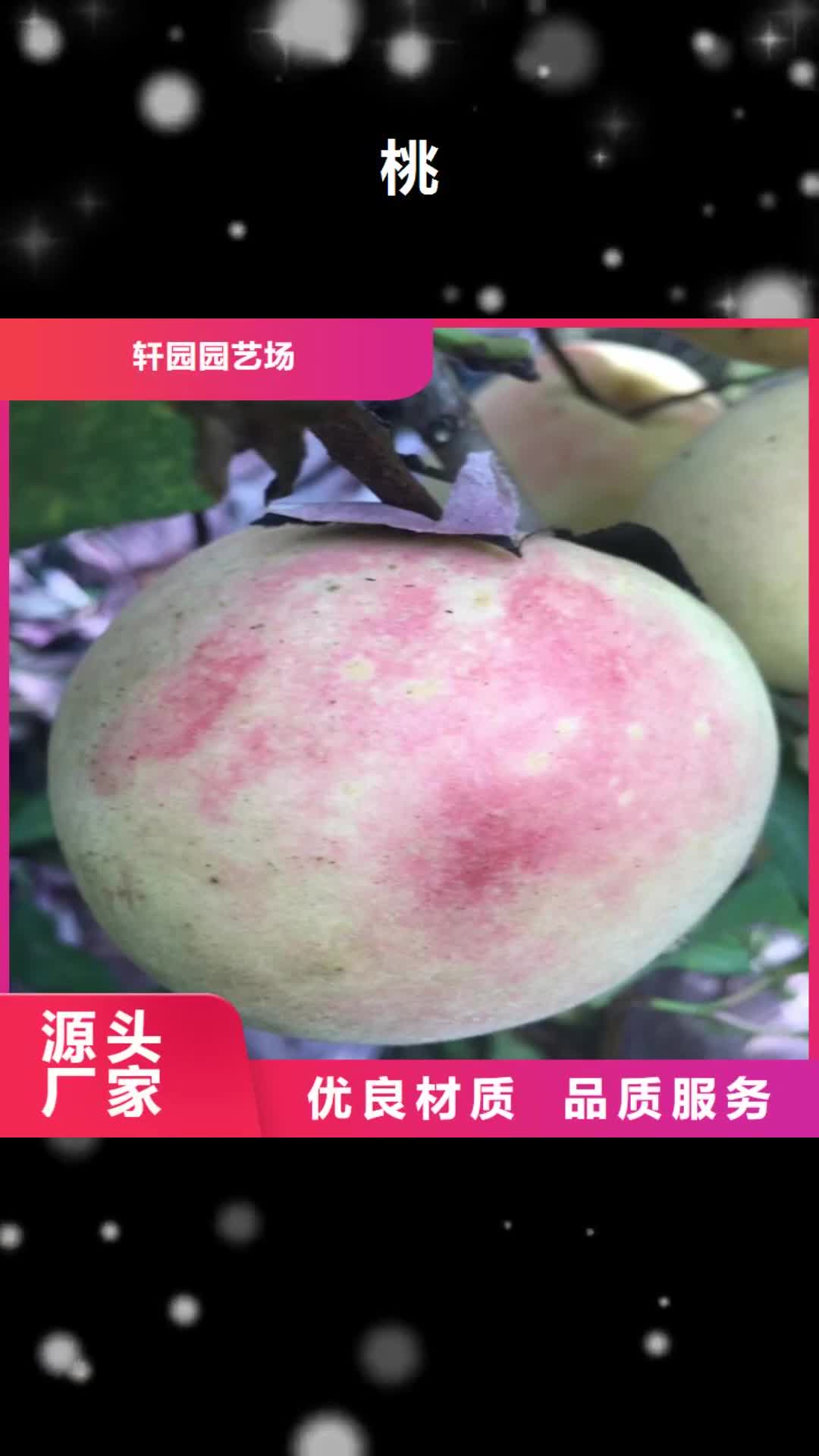 邢台 桃 【北美冬青】品种全