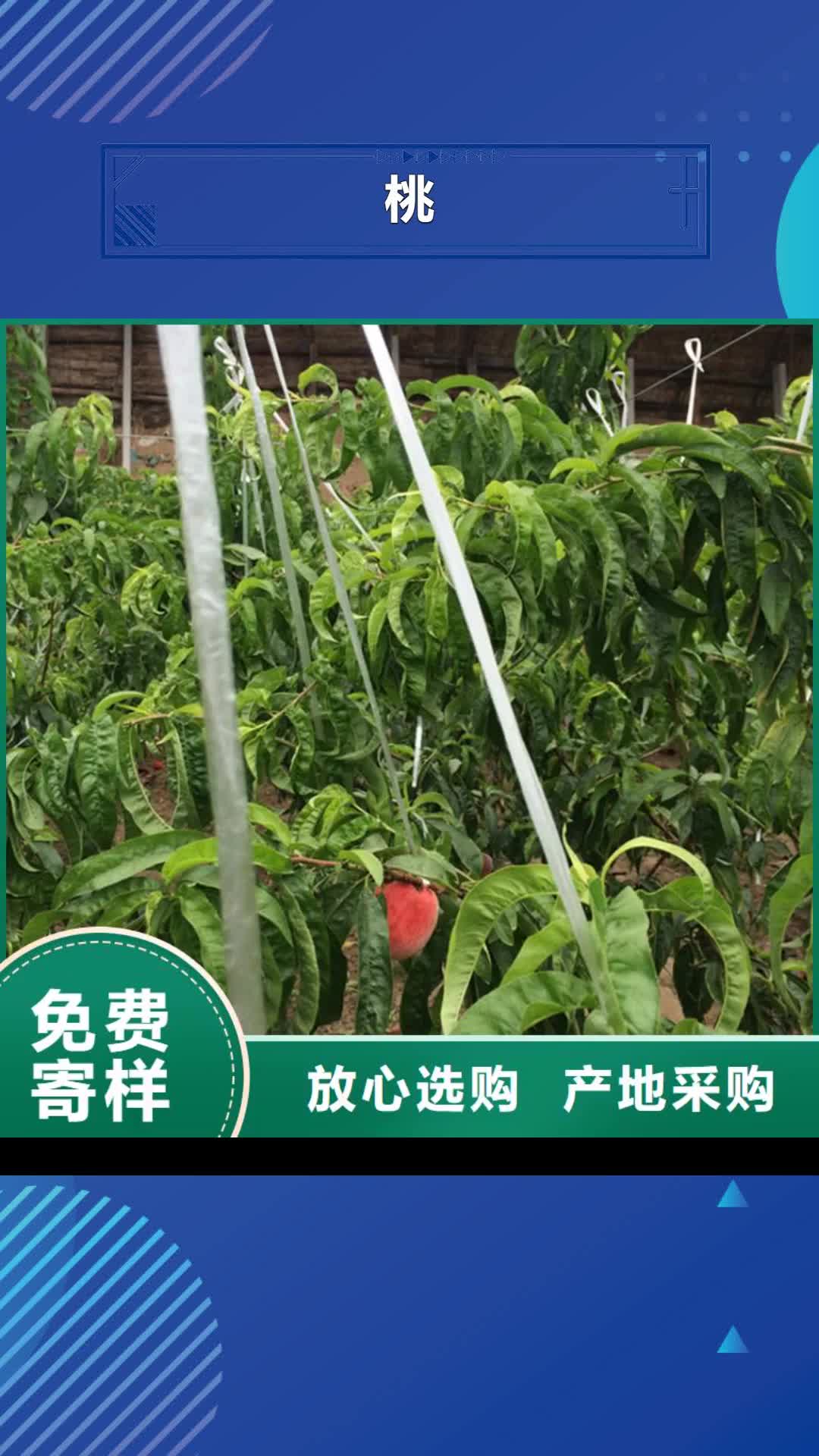 梧州【桃】,西瓜番石榴苗来图加工定制
