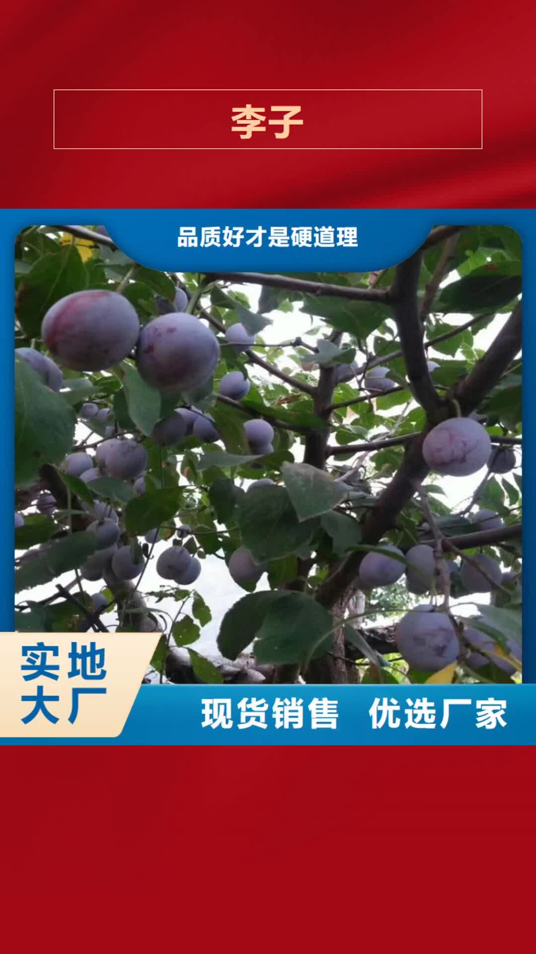 【四平 李子,桃树苗厂家十分靠谱】