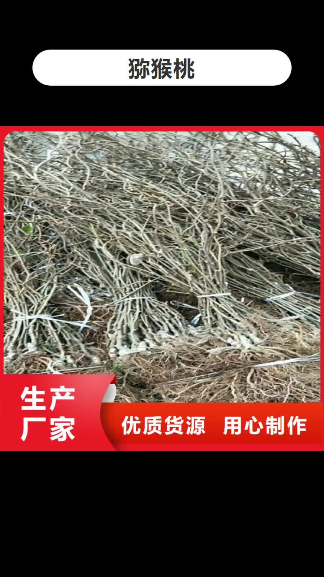 滨州 猕猴桃 【板栗苗】注重细节