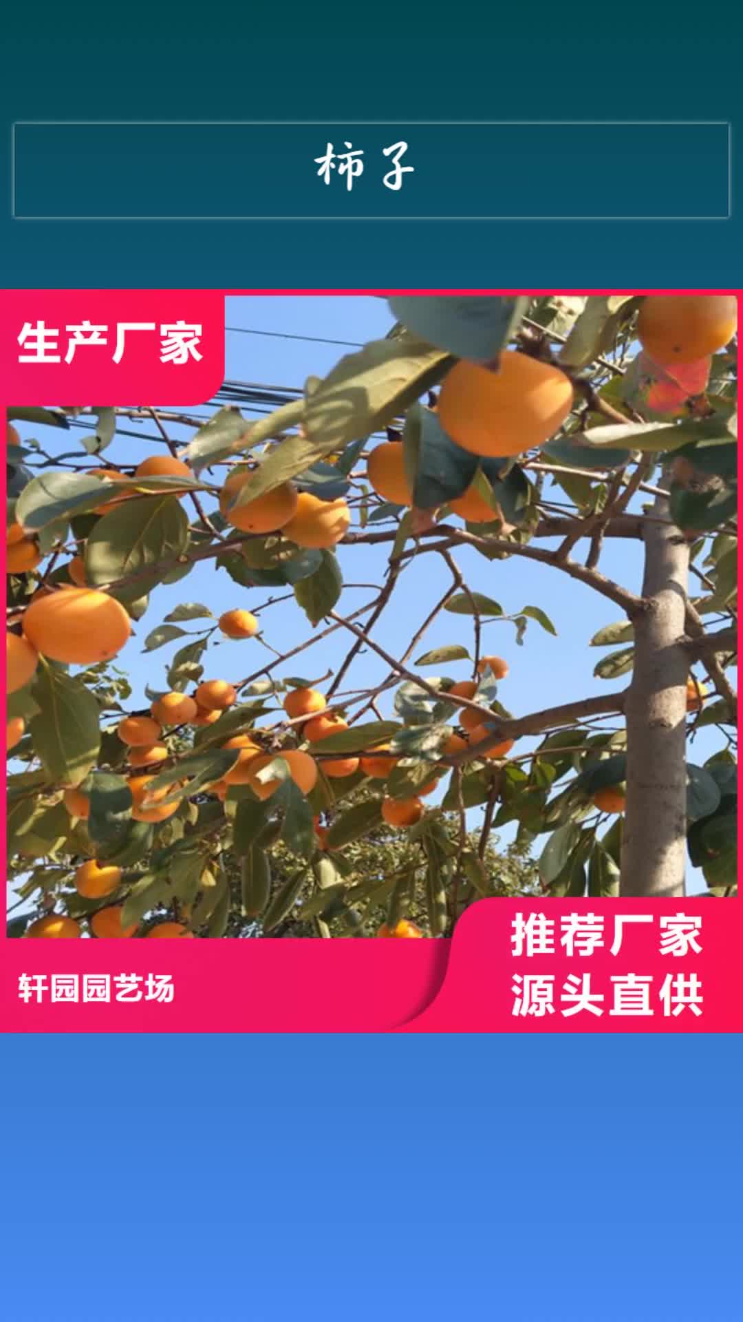 澳门【柿子】-桃树苗源头厂商