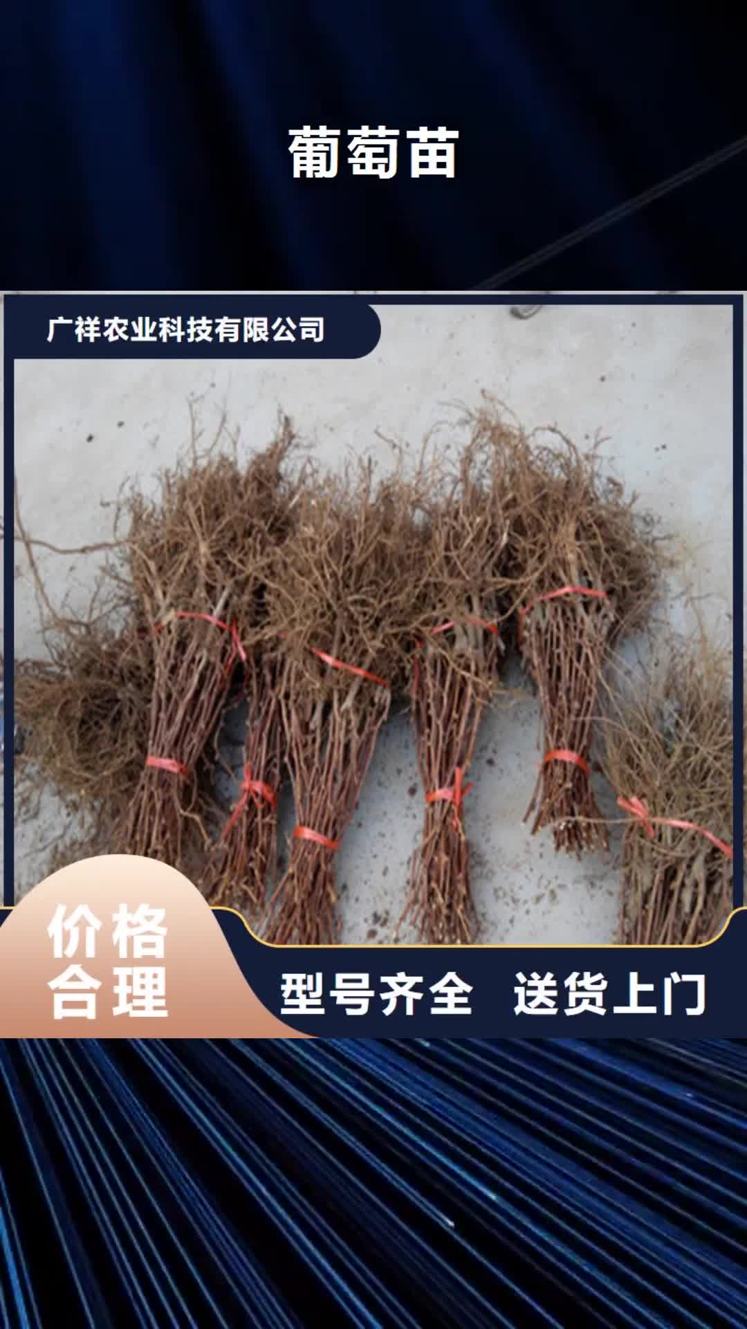 宁波【葡萄苗】_草莓苗价格不只是质量好