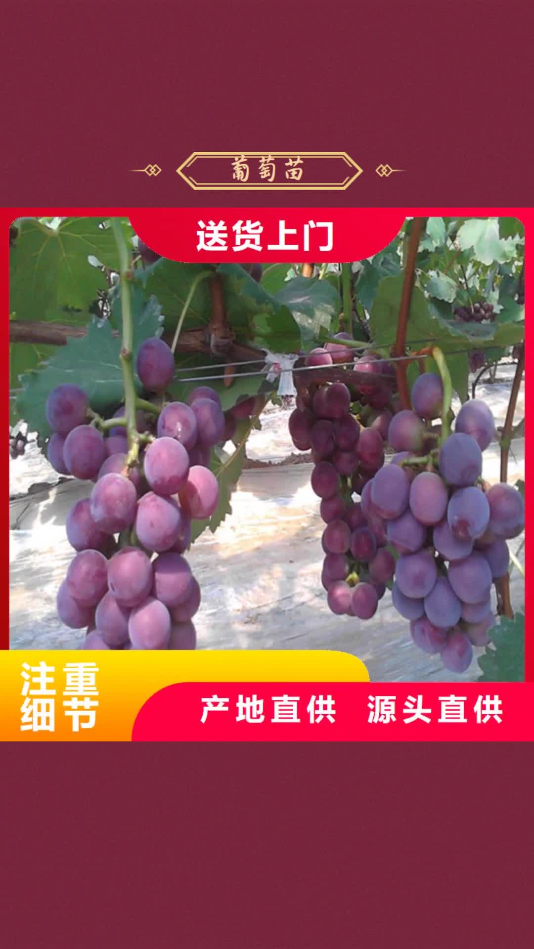 柳州【葡萄苗】 梨树苗经验丰富质量放心