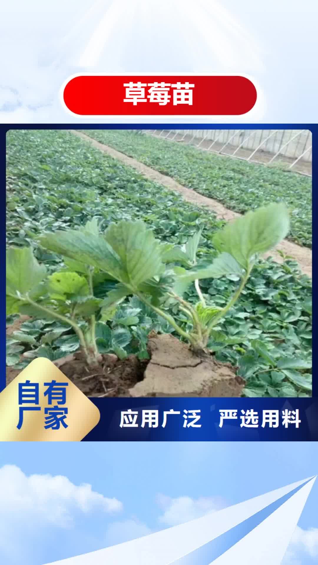 辽源 草莓苗-【葡萄苗】严谨工艺