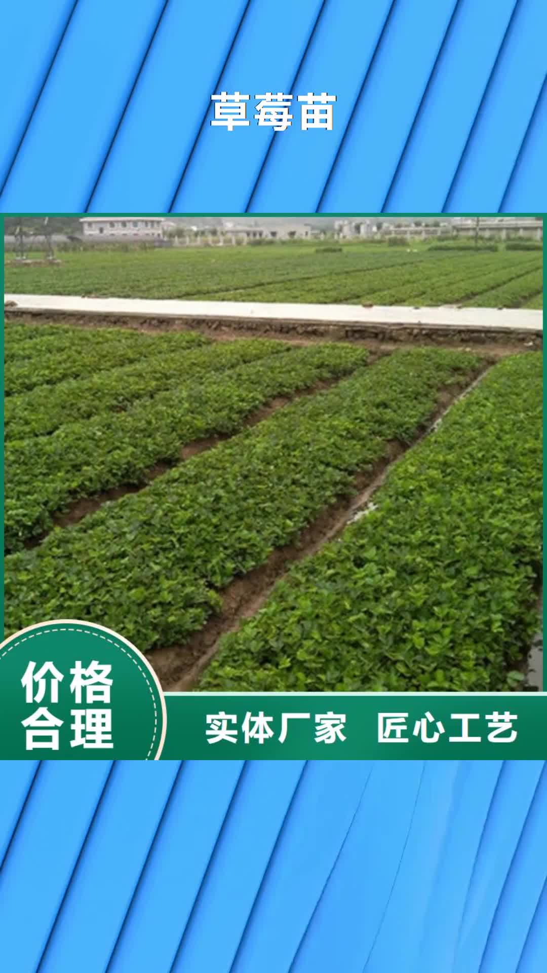 【兴安 草莓苗 大棚草莓苗现货直供】