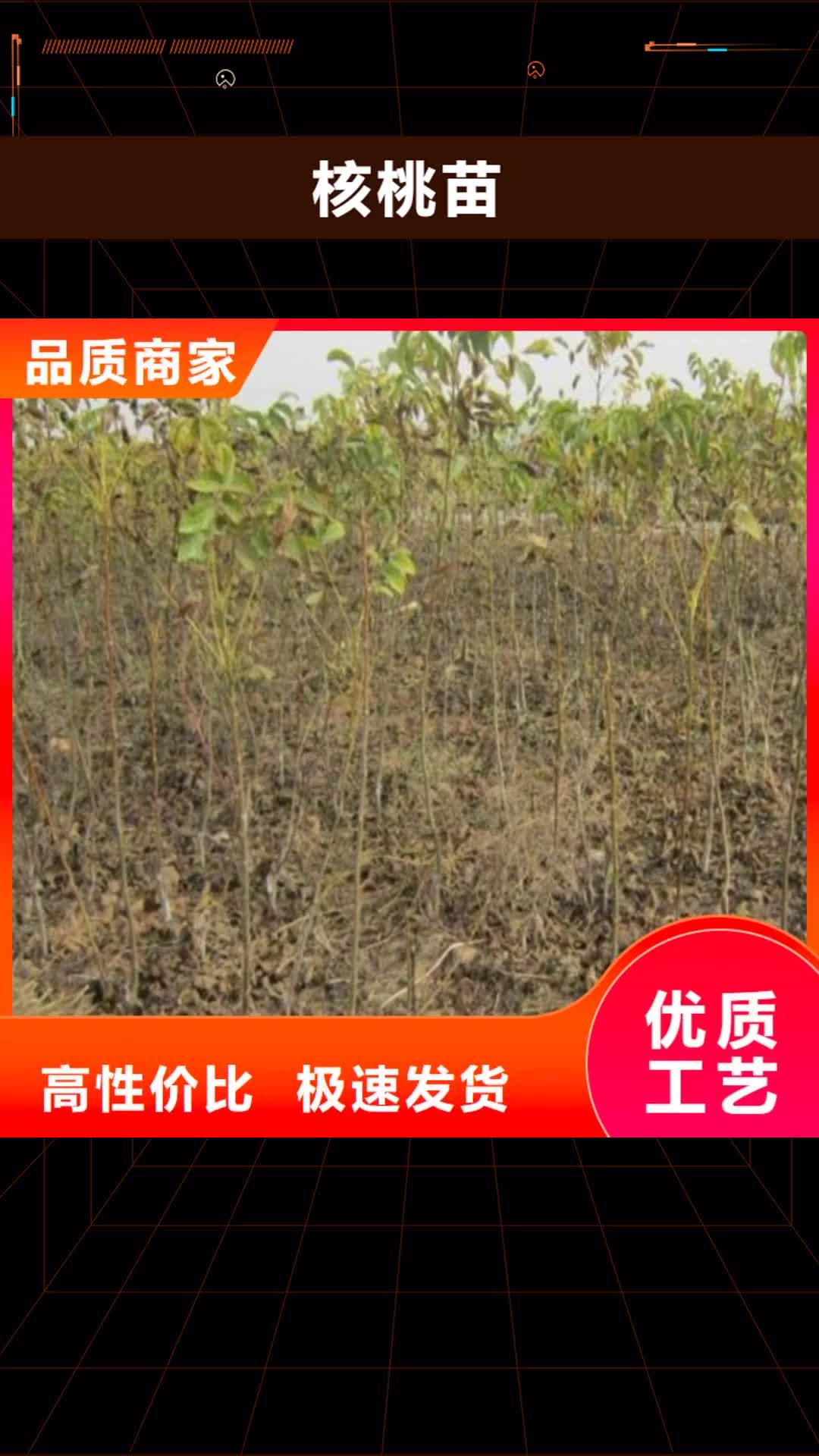 雅安 核桃苗_【苹果苗】真材实料加工定制