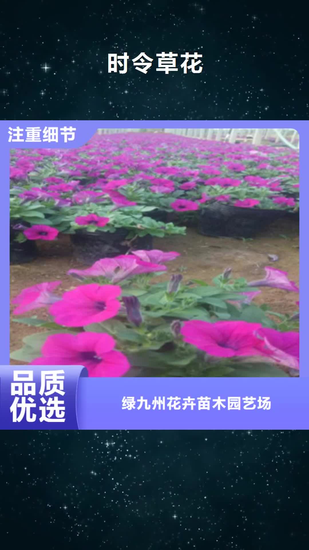 黔西南 时令草花【花海景观工程】值得买